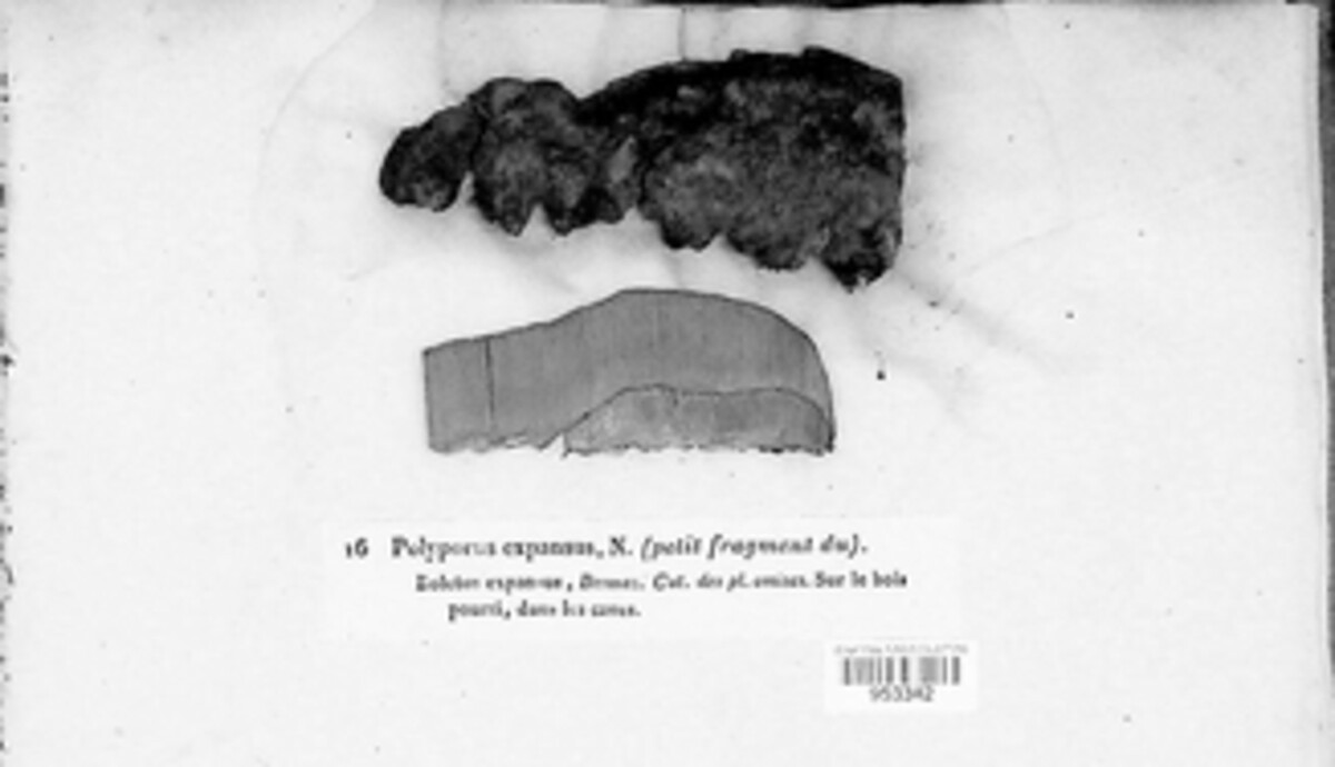 Polyporus expansus image